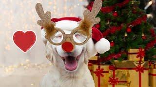 Funny Dogs on Christmas compilation 2022  PETASTIC 