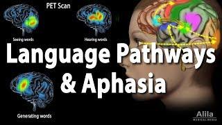 Language Pathways and Aphasia Animation