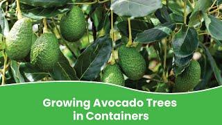 Growing avocado trees in containers  How to grow avocado tree in pot?
