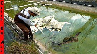 TRAPPED FISH and TURTLES in ABANDONED PONDS **Catching them out before they RE-Build**