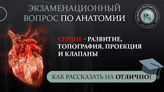 Сердце — развитие топография проекция границ и клапанов сердца на переднюю грудную стенку