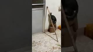 cat catching insect