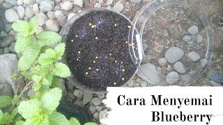 Cara Menyemai Biji Blueberry Import  Gagal Jangan Di Klik