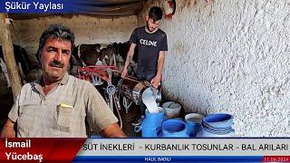 SÜT İNEKLERİ KURBANLIK TOSUNLAR VE BAL ARILARI4K ULTRA HD VİDEO