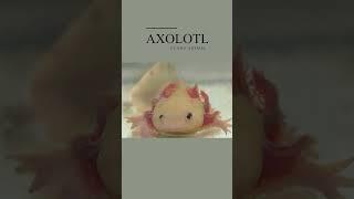 Funny Animals Aolotl.