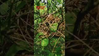 ANEHburung ini membangun sarang di pohon jeruk yg sangat pendek sekali@bangsamsultuban7336