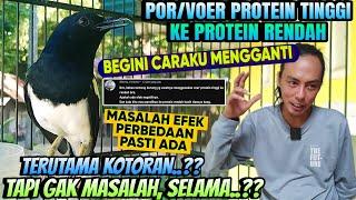 BEGINI CARAKU ⁉️ MENGGANTI PUR KACER PROTEIN TINGGI KE RENDAH  KACER JADI GACOR