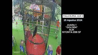 JUARA 1 MB GOLDEN ALIK NYONYA 898 SF   KELAS KE 14 MB GOLDEN STAR 770K