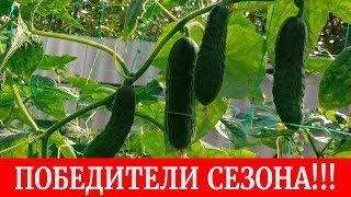 Огурцы победители сезона 2018. Кто дал самый лучший урожай и вырос больше всех?