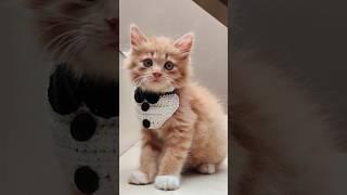 tuxedo cat collar tutorial on my channel #crochet #crochetcat #shortvideo #shorts