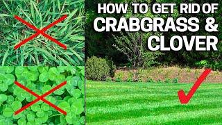 How to Get Rid of Crabgrass & Clover in the Lawn - Weed Control Like a Pro