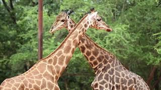 Giraffes The Graceful Giants of the African Savannah  Wildlife Video