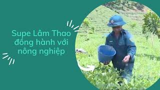 Supe Lâm Thao đồng hành với nông nghiệp  PTV - Tin tức