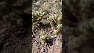 Jumping cholla cactus it jumps and can give you multiple excoriations #hiking #arizona #cactus