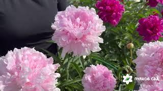 Sweet Harmony peony. Свит Хармони пион. Пулков сад