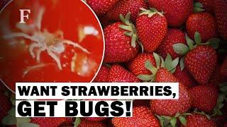 Strawberries Packed With Microscopic Bugs