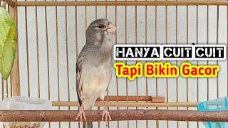 WALAU HANYA SUARA CUIT CUIT BEGINI TETAPI MAMPU MEMBUAT KENARI KAMU LATAH DAN IKUT GACOR