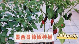 墨西哥辣椒 种植 少量籽可以培育好多颗 辣椒高产 Jalapeno