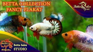 Fancy Copper  Red Fancy Betta Collection - www.BettaSales.net - 01227678979