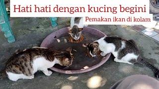 kucing pemangsa nila sedang pesta pelet