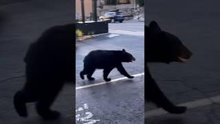 Gatlinburg Tennessee Black Bear Walking The Street