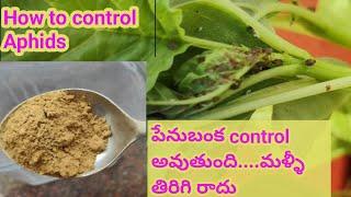 పెనుబంకకి శాశ్వత పరిష్కారం ఇదే  #Aphids#telugugardening#pestcontrol organic