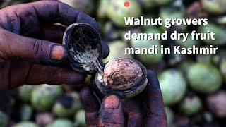 Walnut growers demand dry fruit mandi in Kashmir