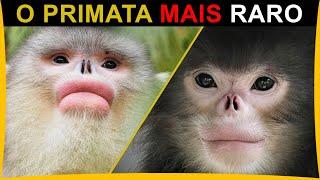 Um dos mais RAROS Primatas - O macaco de nariz arrebitado Birmanês