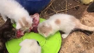 Cute Kittens Ducklings & Puppy Eating Tsetsis Jack Russel Terrier Dog Calico Cats & Duck Pets