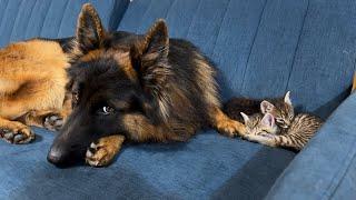 Kittens Cant Sleep Without Their Giant German Shepherd