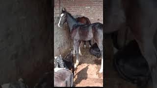 सुंदर मारवाड़ी बच्ची बिक्री के लिए है  Horse For Sale Marwadi Filly +919781990406