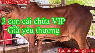 2807Trại bò phong ba tri 2Báo công khai tiếp tục nhé cả nhà