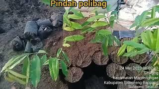 Kegiatan pindah polibag bibit tanaman