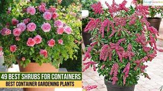 49 Best Shrubs for Containers   Best Container Gardening Plants