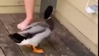 Murder duck