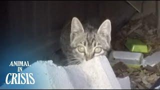 One Of The Kitten Siblings Trapped In A Ventilator Vanished - Where Is He?  Animal in Crisis EP73