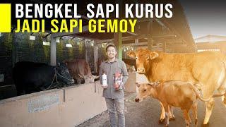 Bengkel Sapi Kurus Tinggal Tulang Diperbaiki Jadi Sapi Super Gemuk