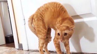 Funny Scaredy Cats Compilation - READ DESCRIPTION 