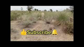 Donkey Enjoy Donkey First time For Jungle#beautifulanimals #deasert #viralvideo#donkeylover #donkey