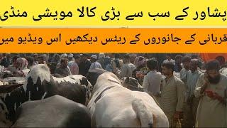 Peshawar kala maweshi Mandi  VIP bachro Ke rates  most expensive qurbani animal  season 2024 