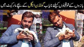 Golden Eagles Babies in Saddar Birds Market Karachi 