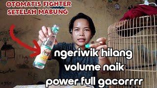 TERLALU CEPAT BIKIN EMOSI menaikkan murai kurang  MENTAL GACORRRR FIGHTER power FULL