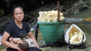 Single mother - a day of high income eating wild bananas instead of rice.