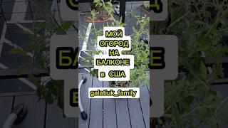 Мой огород на балконе в США Первый Урожай #shorts #galatiukfamily #огороднабалконе