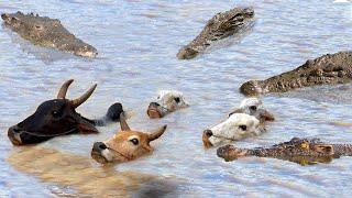 Danger Herd of Cows Crossing the River Was Brutally Attacked by a Herd of Giant Crocodiles