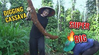 Digging and boiling super big cassava root with mother - Tuty At Home