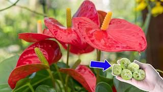 Dont put them away your ANTHURIUM will have many flowers and no pests  Natural Fertilizer