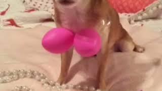Choco the Macho Chihuahua discusses Breast Cancer Awareness