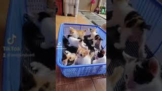 suara anak kucing induk nya langsung nyamperin