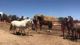 Yegua y potros jóvenes futuros. Parte 2